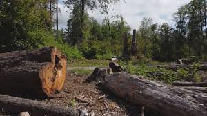How Our Tree Care Process Works  in  Ashland, CA